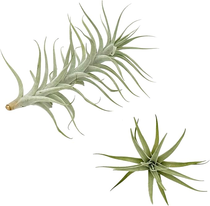 Live Air Plants - Tillandsia Albida 7-12" - 2ct – ragnaroc Live Indoor Plant - Live Arrival Guaranteed - House Plants for Home Decor & Gift
