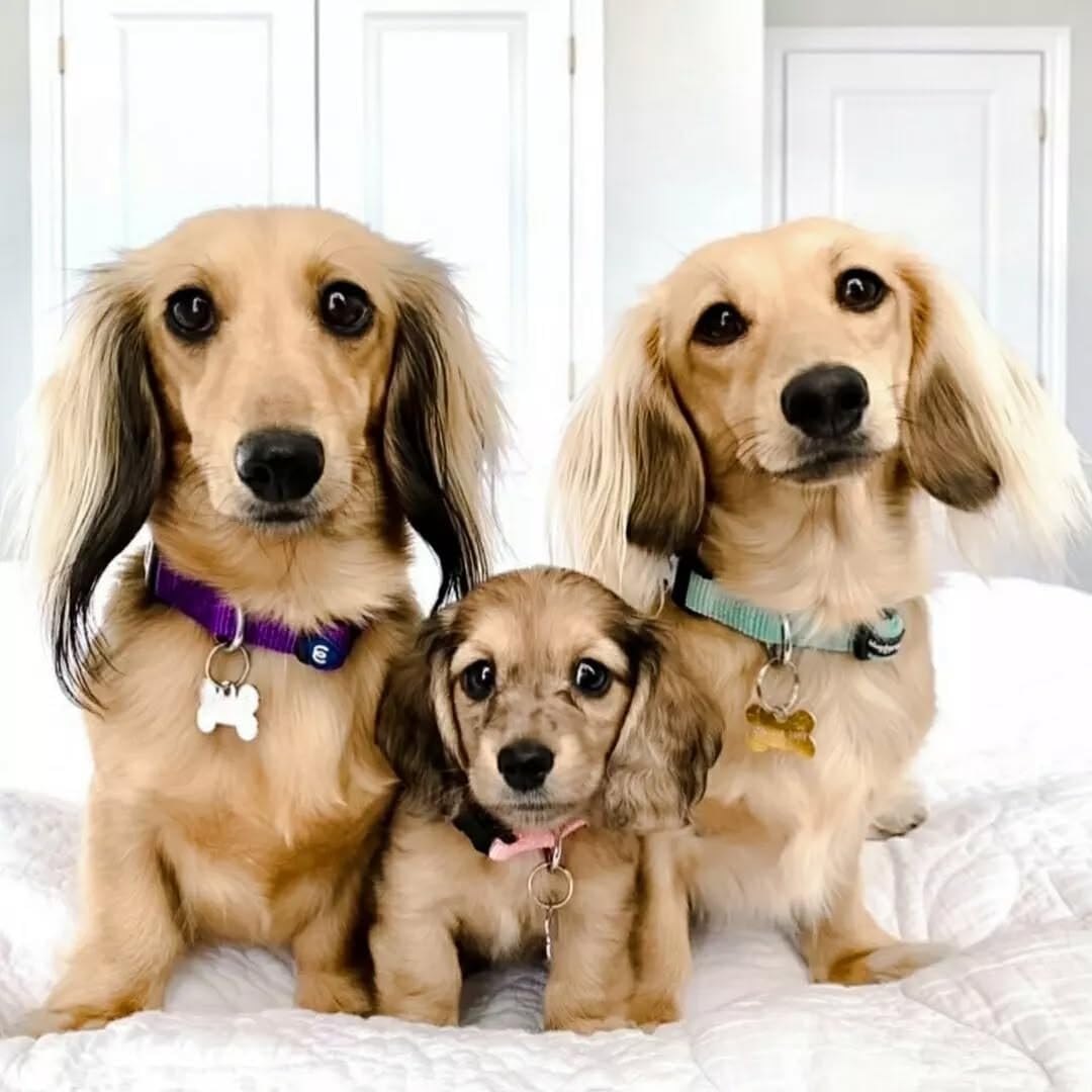 Blueberry Pet Essentials Small Dog Collar in Very Berry | Adjustable & Eco-Friendly Durable Nylon Strap | Classic Collar for Small Dogs, Boy & Girl Pets