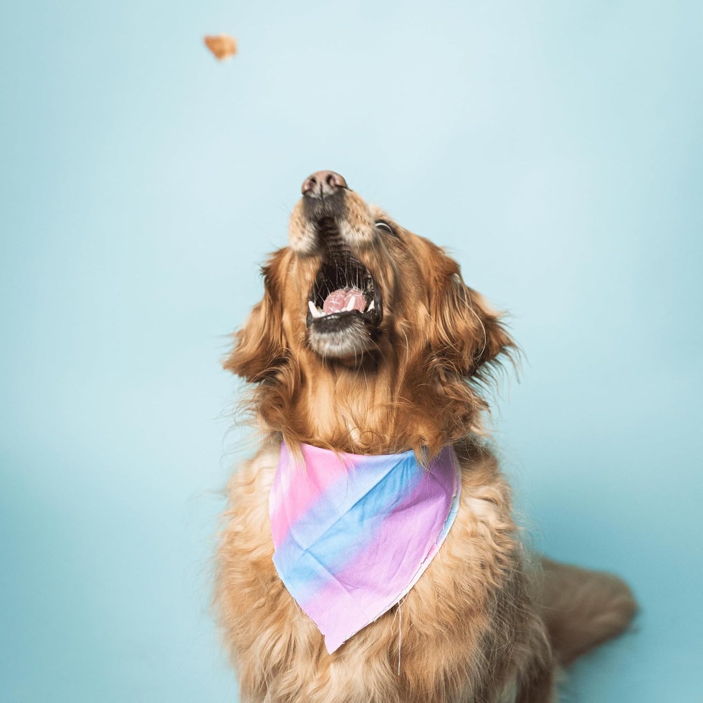 Bundle x Joy Superfood Dog Treats Salmon, Chicken or Beef Jerky Bars - Dog Treats for Snacks and Training – Made in USA - No Corn, Wheat or Soy – Poultry Free, 5oz or 16oz (Salmon (2 Lbs))