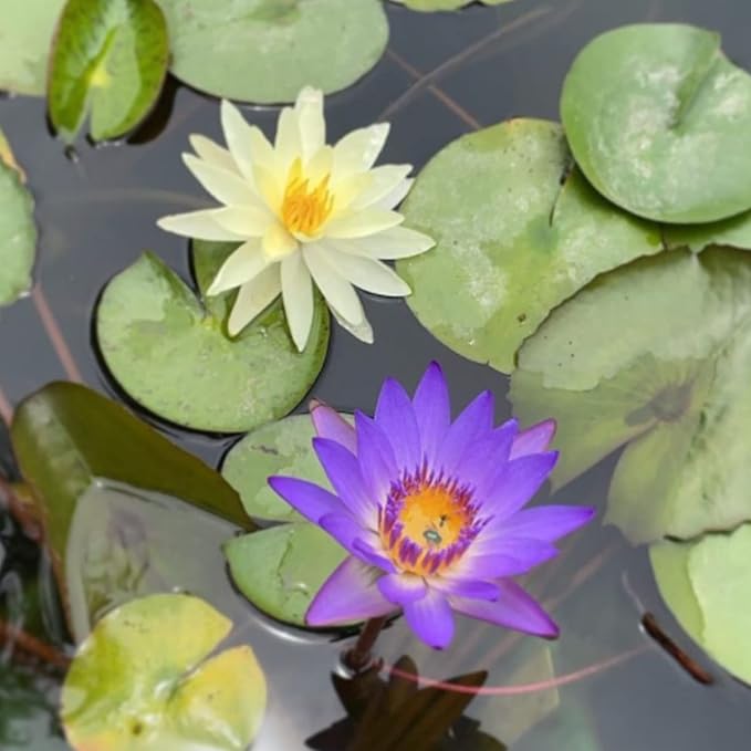 Mainam Nymphaea King Blue Live Aquarium Plant Tropical Water Lilies Tuber for Freshwater Fish Pond Balcony