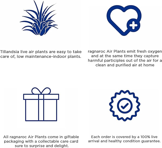 Live Air Plants - Tillandsia Butzii, Jumbo 7-9" - 3ct - Live Arrival Guaranteed - House Plants for Home Decor & Gift