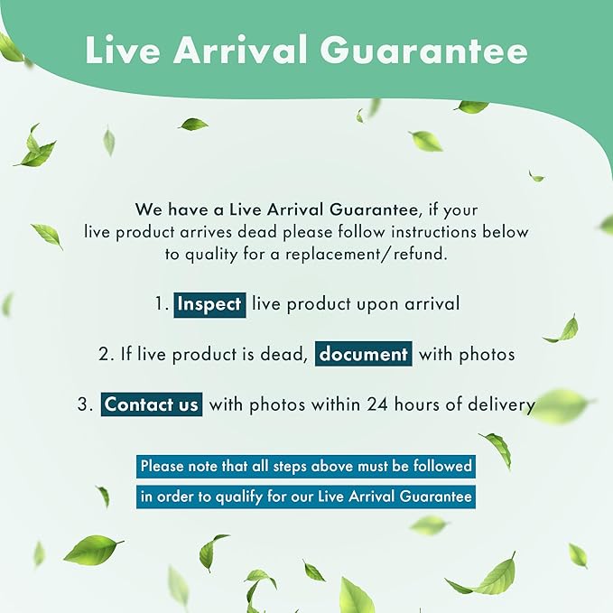 Live Aquarium Plants on Driftwood, Lava Rock, Moss, Fiber Mat - Freshwater Fish Tanks - Easy, Beginner Friendly (Anubias Minima on Christmas Moss Tower)