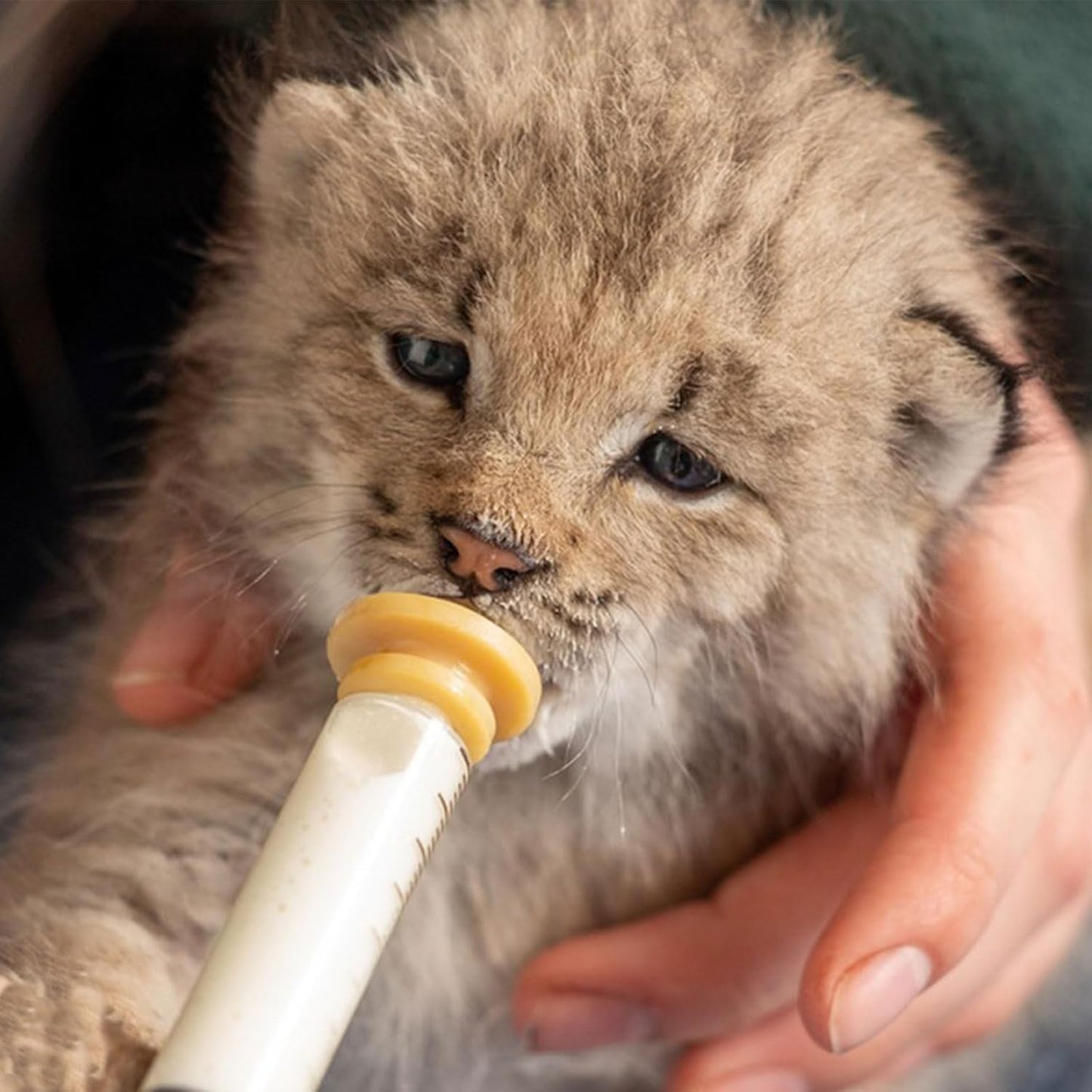 Suxgumoe Pet Feeding Bottle Set, Feeding Silicone Nipple with Bottle and Syringes, Reusable Pet Nursing Kits Feeding Tools for Rabbits, Small Animals (3 Nipples+5 Syringes + 1 Measuring Cup)