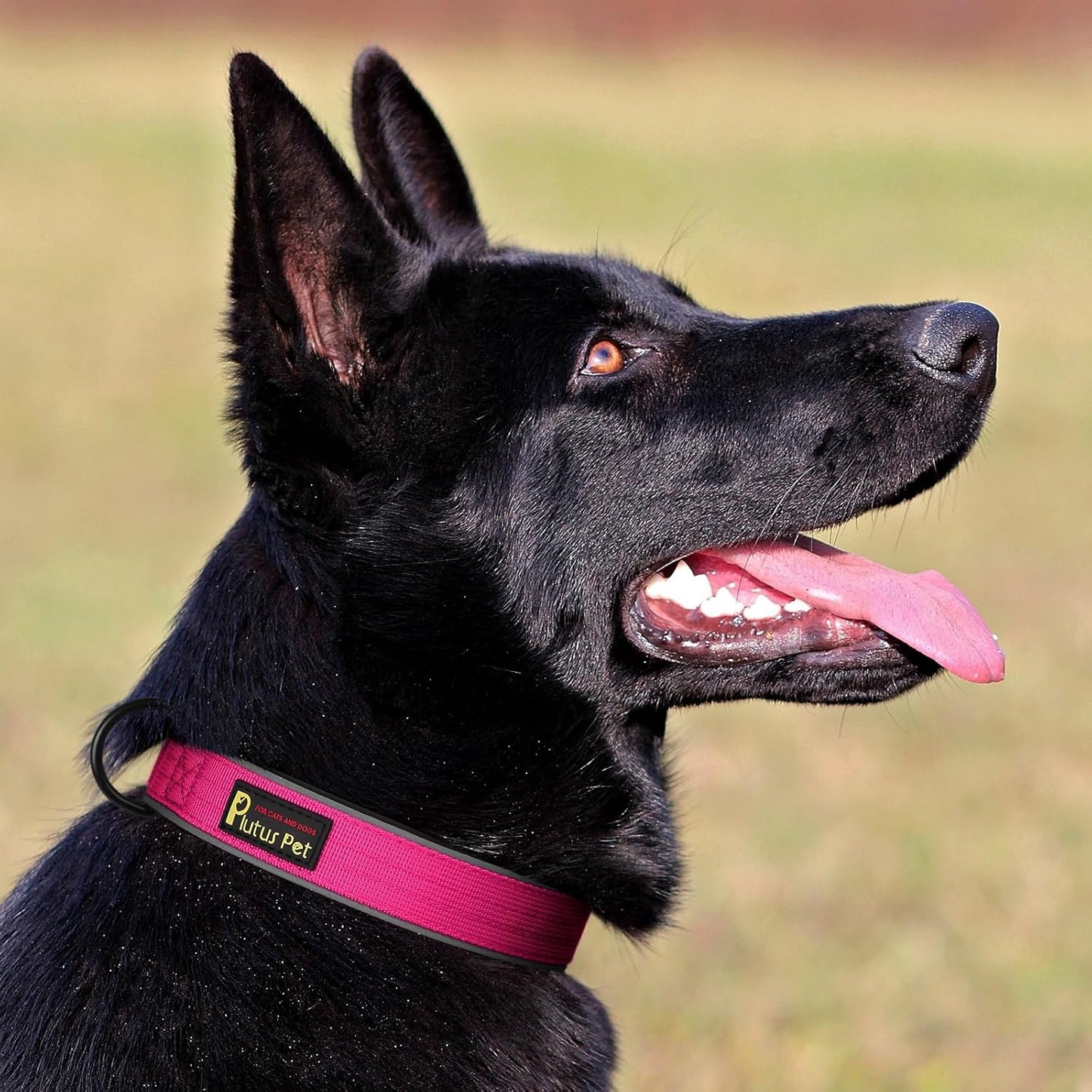 Plutus Pet Tactical Dog Collar, Reflective, Adjustable Heavy Duty Dog Collar, Soft Padded and Comfortable, for Small Medium and Large Dogs (Hot Pink, S)