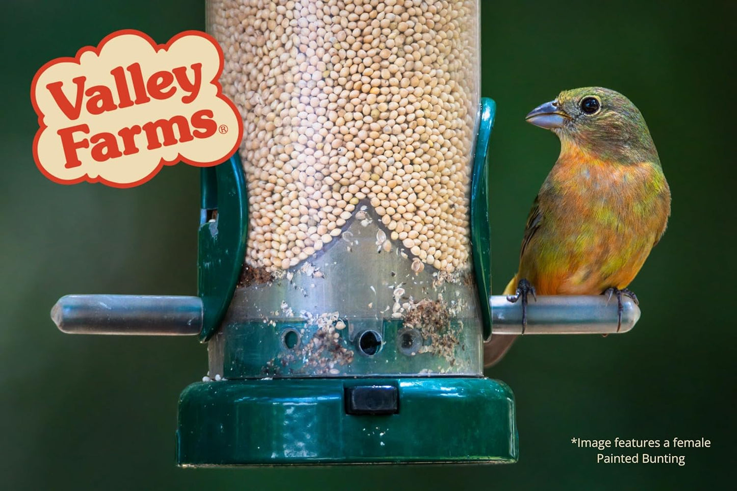 Valley Farms White Millet Wild Bird Seed (5LB) for Outside feeders, White proso Millet, Bird Watcher Secret Wild Bird Food to Attract Colorful Painted Buntings in Southern USA