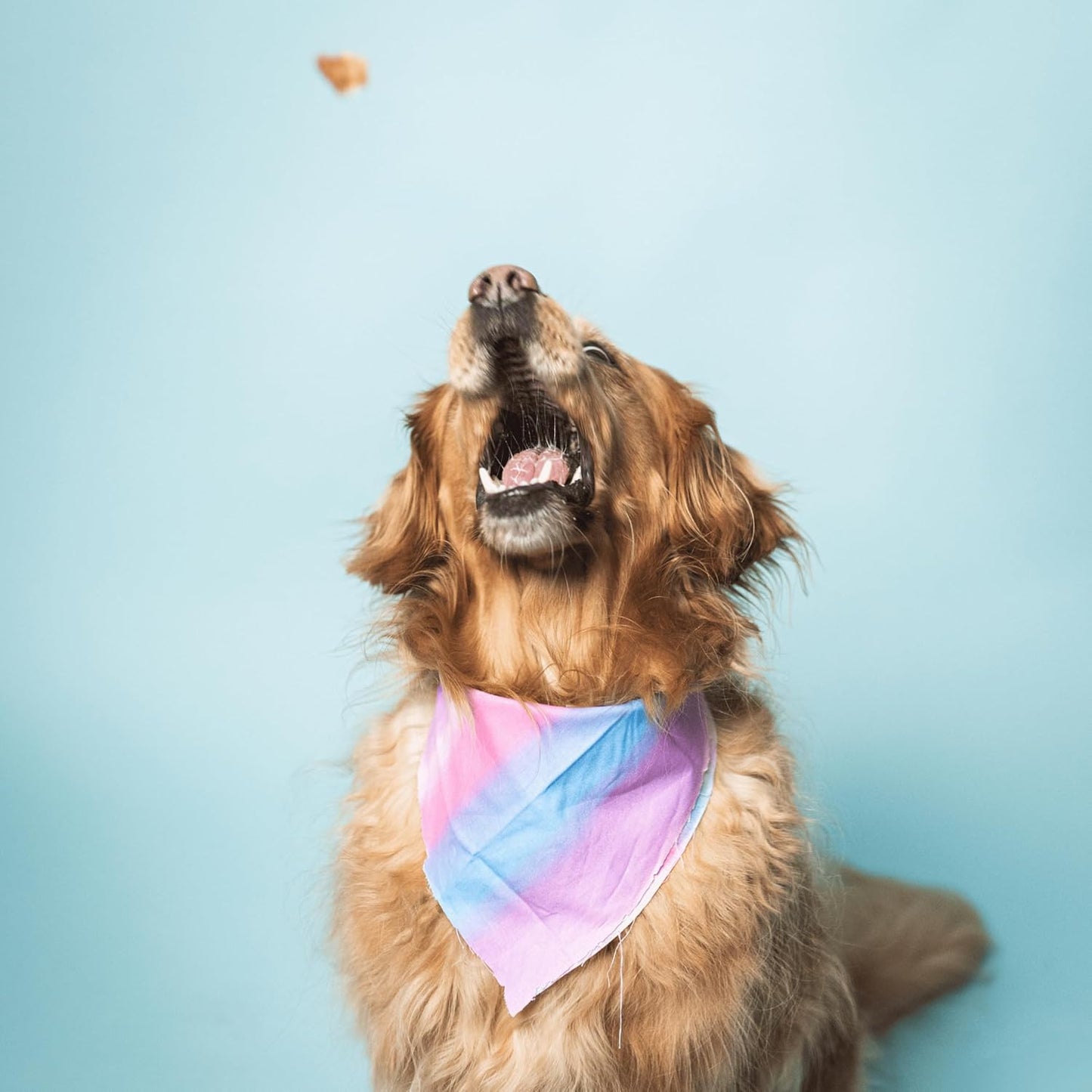 Bundle x Joy Ride & Vibe Dog Treats Salmon Jerky Snack Bars, 16 oz Bag, Puppy Training Treats, Natural Superfood Grain Free, Wild Caught Salmon, Superfoods, Corn, Poultry & Soy Free