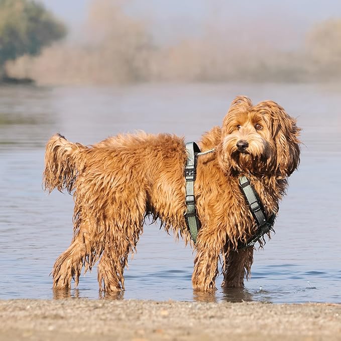 CLEPAWS Dog Harness for Small Dogs, No Pull Dog Harness Easy Walk with Metal Hardware, Ergonomic Y-Shaped Design, Soft Padding, Padded Handle, Durable High-Tensile Nylon (Seabreeze, S)