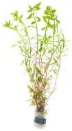 Live Aquarium Stem Plants - Freshwater Aquatic Plant for Fish Tanks, Aquascaping - (Rotala Ceylon, 4 Bunches)