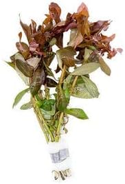 Live Aquarium Red Stem Plants - Freshwater Aquatic Plant for Fish Tanks, Aquascaping - (Ammania Gracilis, 1 Bunch)