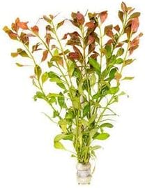 Live Aquarium Stem Plants - Freshwater Aquatic Plant for Fish Tanks, Aquascaping - (Ludwigia Repens, 4 Bunches)