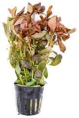 Live Aquarium Red Stem Plants - Freshwater Aquatic Plant for Fish Tanks, Aquascaping - (Ammania Gracilis, 1 Bunch)