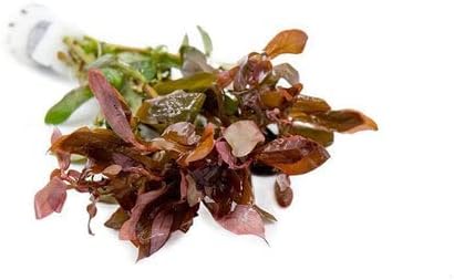 Live Aquarium Red Stem Plants - Freshwater Aquatic Plant for Fish Tanks, Aquascaping - (Ammania Gracilis, 1 Bunch)