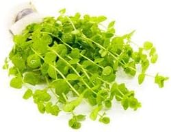 Live Aquarium Stem Plants - Freshwater Aquatic Plant for Fish Tanks, Aquascaping - (Micranthemum Umbrosum Giant Baby Tears, 4 Bunches)