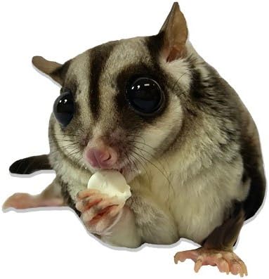 Yogu Drops With Blueberry - Healthy Natural Fruit & Yogurt Treat - For Sugar Gliders, Rats, Chinchillas, Ferrets, Parrots, Hamsters, Hedgehogs, Guinea Pigs, Rabbits & Small Pets (4.25 Ounce)