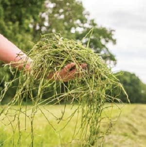 Blue Mountain Hay | Fresh Timothy Hay (5 Pounds) | Great for All Ages | High-Altitude Hay Pet Food for Rabbits, Guinea Pigs, Chinchillas, Hamsters, and Other Small Pets