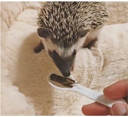 Canned Mealworms (1.2 oz.) - Healthy High Protein Insect Treat - Hedgehogs, Sugar Gliders, Reptiles, Wild Birds, Chickens, Lizards, Bearded Dragons, Skunks, Opossums, Fish, Amphibians, Turtles