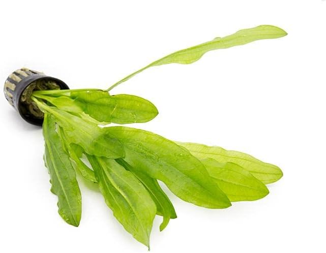 Echinodorus Major Ruffle Sword Live Plant for Freshwater Aquariums, Natural Fish Tank Decorations, and Aquatic Decor (1 Pot (2-3 Plants))