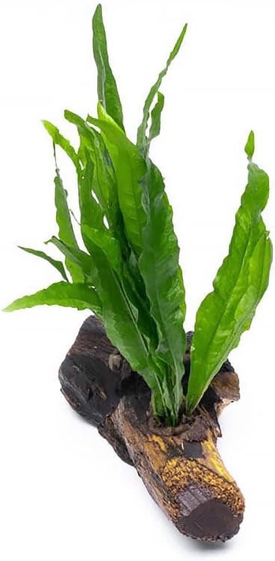 Live Aquarium Plants on Driftwood, Lava Rock, Moss Mat - Freshwater Fish Tank Plants (Java Fern, Driftwood (Medium))