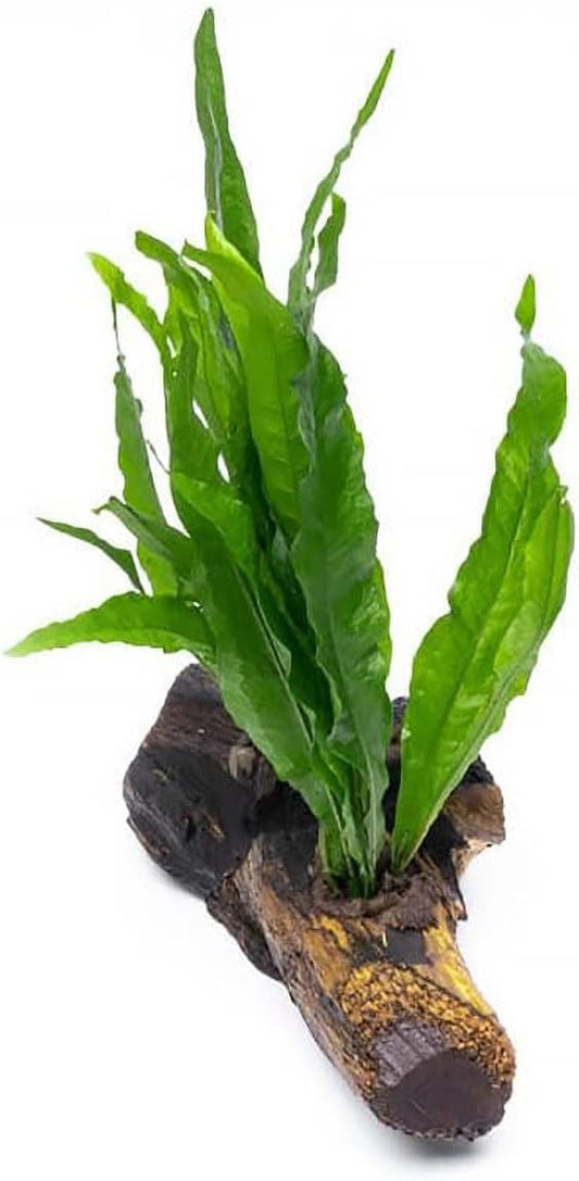 Live Aquarium Plants on Driftwood, Lava Rock, Moss Mat - Freshwater Fish Tank Plants (Java Fern, Driftwood (Medium))