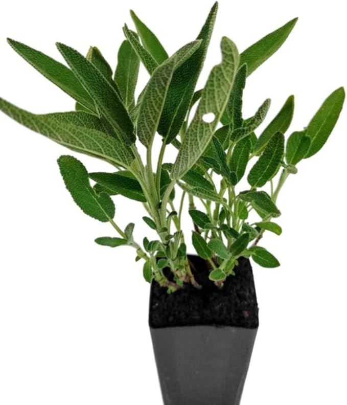 Black and Blue Salvia Guaranitica – Live Perennial Plant 3" Pot – Hummingbirds