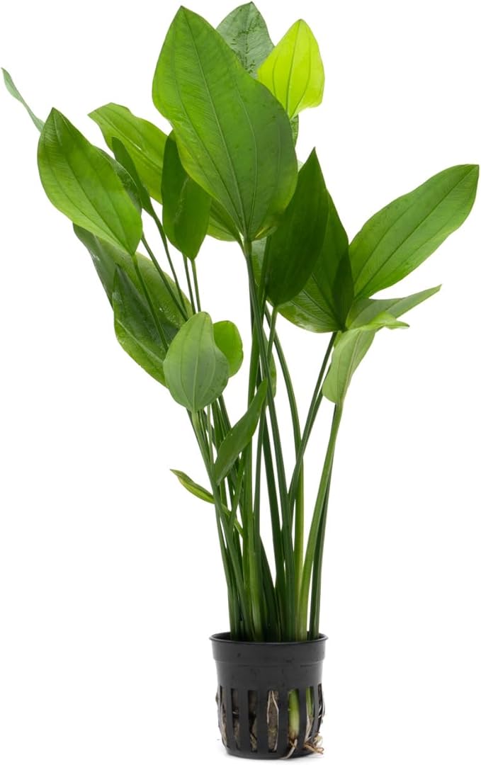 Echinodorus Grandifolius Sword Live Plant for Freshwater Aquariums, Natural Fish Tank Decorations, and Aquatic Decor (1 Pot (2-3 Plants))