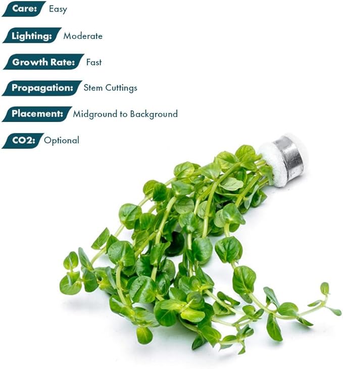 Live Plant - Rotala Indica Green - Easy Care, Moderate Light, Bright Green Accent, Freshwater Aquatic Plant for Aquascaping - Lead Bunch