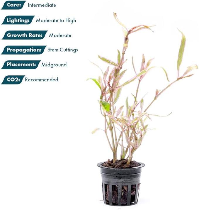 Live Plants – Chai Hygrophila (Hygrophila lancea 'Chai') – Medium to High Light, Pink and Reddish Accent Aquatic Plant, Midground Placement – Stem Growth – Pot – 1 Pack