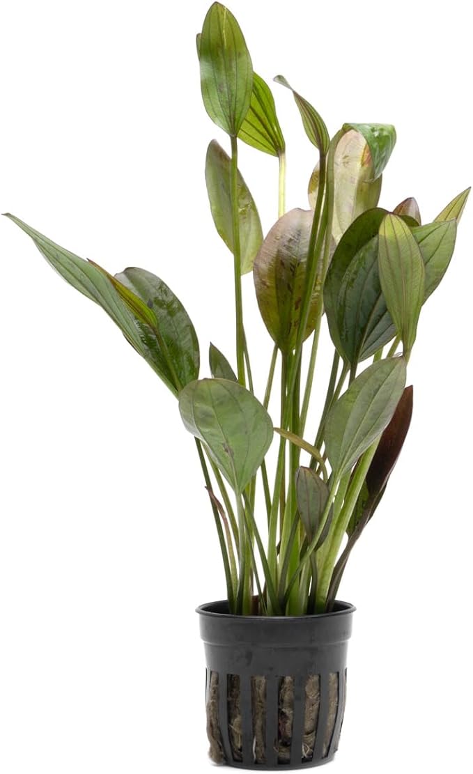 Echinodorus Ozelot Green Sword Live Plant for Freshwater Aquariums, Natural Fish Tank Decorations, and Aquatic Decor (1 Pot (2-3 Plants))