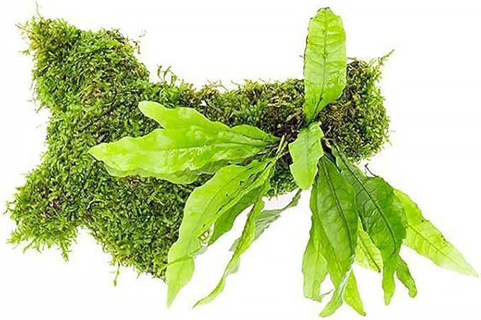 Live Aquarium Plants on Driftwood, Lava Rock, Moss, Fiber Mat - Freshwater Fish Tanks - Easy, Beginner Friendly (Java Fern with Moss, Driftwood (Medium))