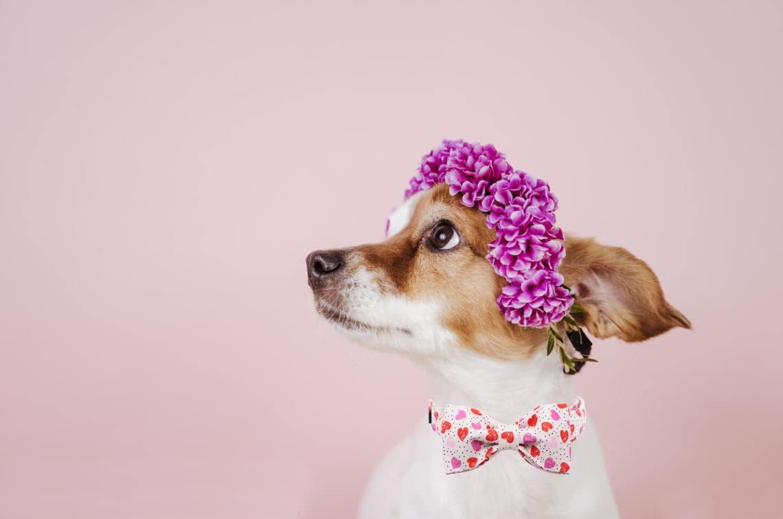Lionet Paws Valentines Day Dog Collar with Bowtie, Dog Bowtie Collar with Metal Buckle for Dogs, Adjustable Comfortable Dog Collar Girl Boy Gift, M, Neck 13.5-22 in