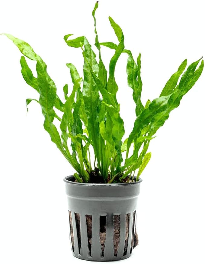Live Plants - Java Fern ‘Flaming’ (Microsorum pteropus 'Flaming') - Low to Medium Light, Bright Green Accent Aquatic Plant, Midground Placement - Rhizome Growth - Pot, 3 Pack