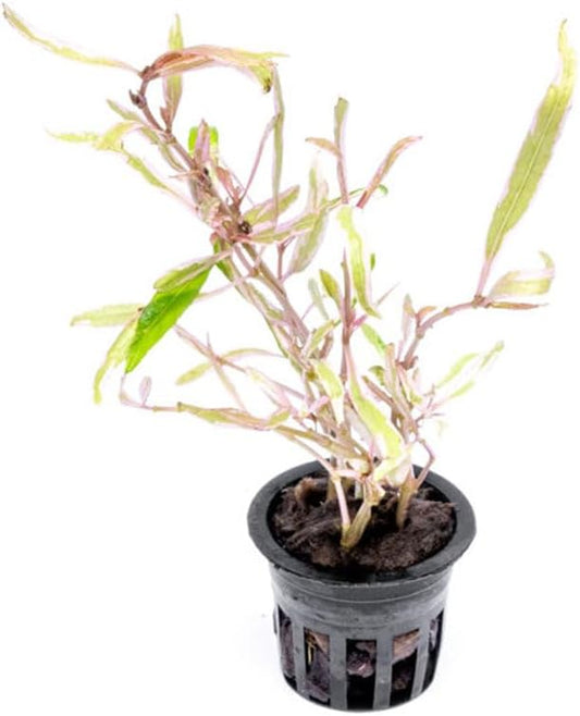 Live Plants – Chai Hygrophila (Hygrophila lancea 'Chai') – Medium to High Light, Pink and Reddish Accent Aquatic Plant, Midground Placement – Stem Growth – Pot – 1 Pack