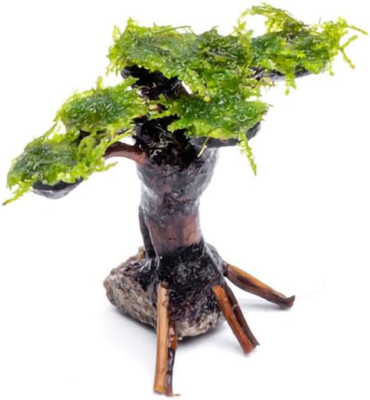 Live Planted Bonsai - Java Moss on Bonsai Driftwood - Bright Green Aquascaping Decor for Freshwater Aquariums - Large