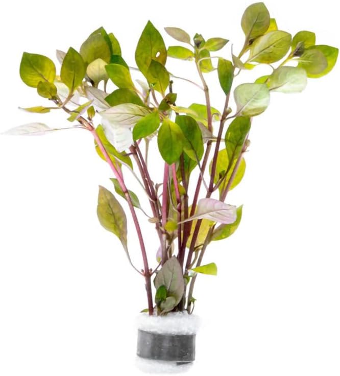 Live Plant - Rotala Mexicana - Moderate Care, High Light, Bright Green Accent, Freshwater Aquatic Plant for Aquascaping - Lead Bunch