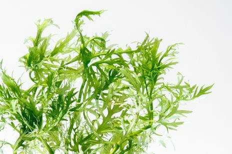 Live Aquarium Stem Plants - Freshwater Aquatic Plant for Fish Tanks, Aquascaping - (Water Wisteria Hygrophila Difformis, 4 Bunches)