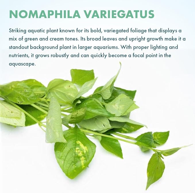 Live Plants – Variegated Hygrophila (Nomaphila variegatus) – Medium Light, Green and White Accent Freshwater Aquatic Stem Plant, Midground to Background Placement – Pot, 1 Pack