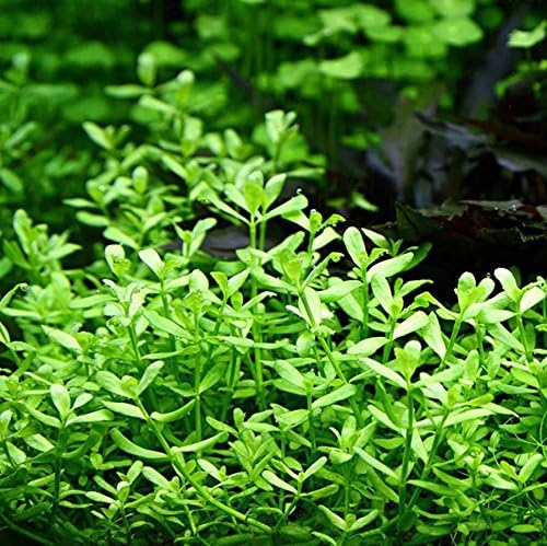 Bacopa Monnieri Moneywort Potted Live Aquarium Decorations Aquatic Plants for Fish Tank by Mainam
