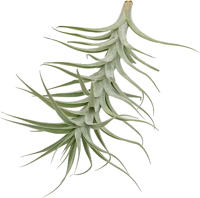 Live Air Plants - Tillandsia Albida 7-12" - 1ct – ragnaroc Live Indoor Plant - Live Arrival Guaranteed - House Plants for Home Decor & Gift