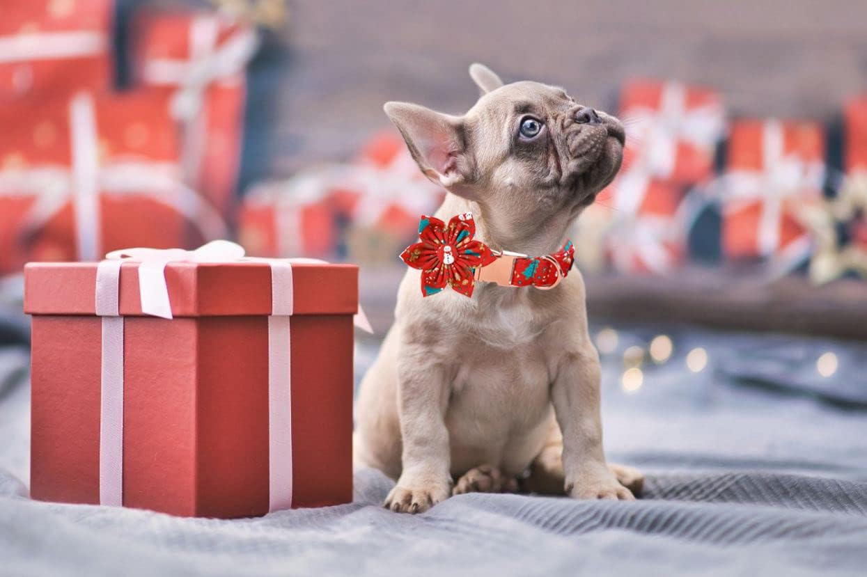 Lionet Paws Christmas Dog Collar with Flower, Dog Flower Collar with Metal Buckle for Dogs and Cats, Adjustable Comfortable Dog Collar Girl Gift, S, Neck 10-16 in