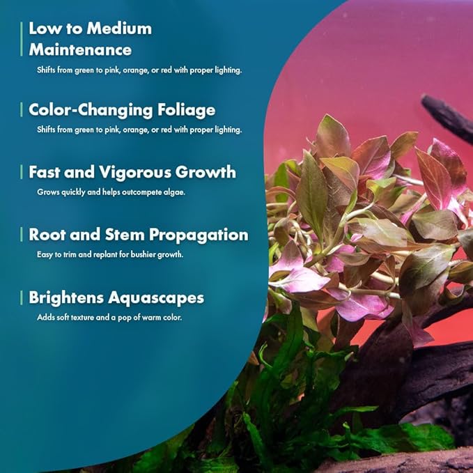 Live Plants – Ludwigia Ovalis – Moderate to High Light, Green to Orange, Midground Accent – Lead Bunch, 4 Pack