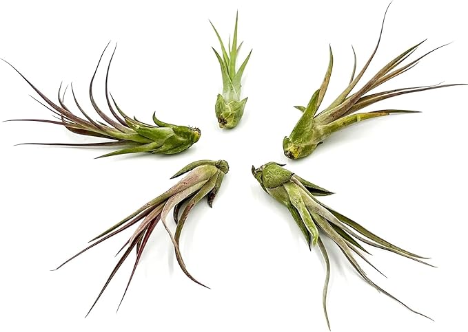 Live Air Plant – Tillandsia Capiput, Jumbo 6-9” - 1ct - Live Arrival Guaranteed - House Plants for Home Decor & Gift