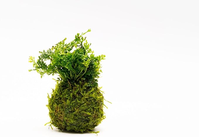 Live Aquarium Plants on Driftwood, Lava Rock, Moss, Fiber Mat - Freshwater Fish Tanks - Easy, Beginner Friendly (Mini Bolbitis on Clay Moss Ball)