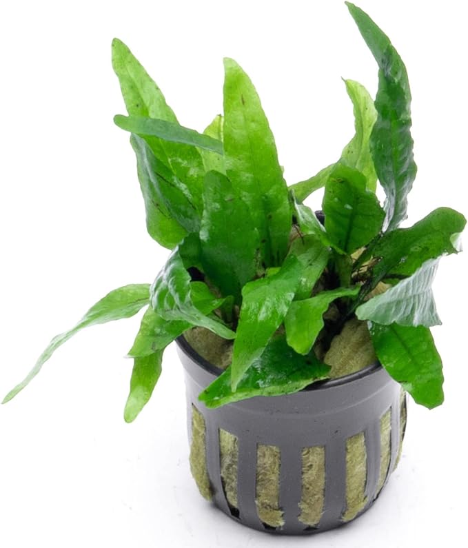 Java Fern Live Aquarium Plants - Potted Freshwater Plant for Fish Tanks - Beginner Friendly, Low Light (Narrow Mini, 1 Pot)