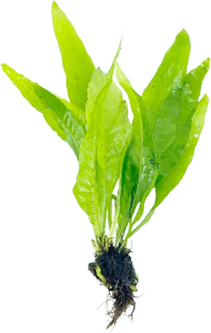 Java Fern and Anubias Aquarium Plant Bundle - Live Freshwater Plants for Aquascaping, Low Maintenance, Easy Beginner-Friendly Decor for Fish Tank