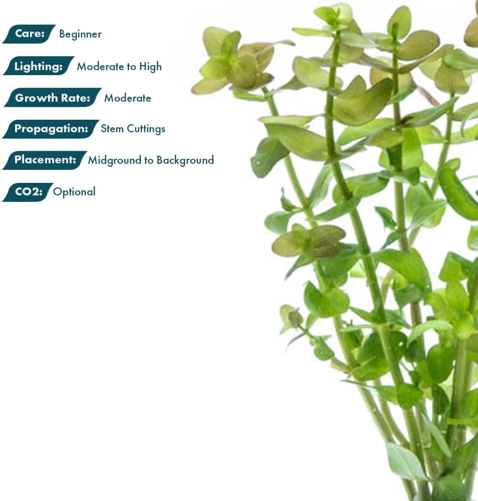 SubstrateSource Live Aquarium Red Stem Plants - Freshwater Aquatic Plant for Fish Tanks, Aquascaping - (Lemon Bacopa Caroliniana, 1 Bunch)