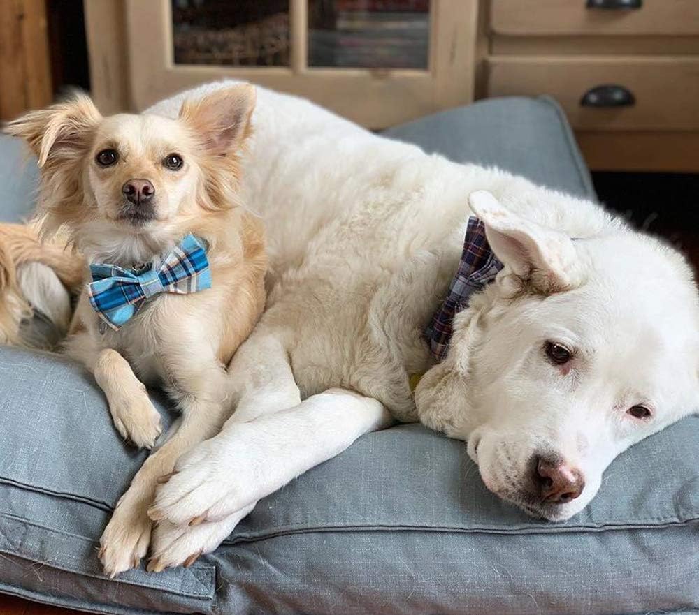 Lionet Paws Boy Dog Collar with Bowtie, Comfortable Adjustable Cute Blue Plaid Bow Tie Collar for Male Dogs Gift, Medium, Neck 13.5-22 inches