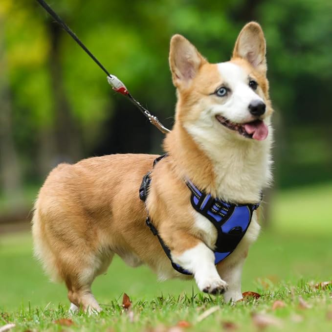 rabbitgoo Dog Harness No Pull with 2 Leash Clips, Adjustable Soft Padded, Reflective Oxford No Choke Pet Vest with Easy Control Handle for Small Dogs, Dazzling Blue, S
