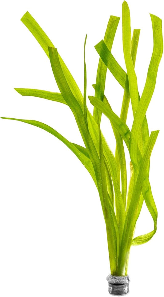 Live Plant - Tall Grass, Red Jungle Vallisneria - Easy Care, Moderate to High Light, Reddish Green Accent, Freshwater Aquatic Plant for Aquascaping - Lead Bunch
