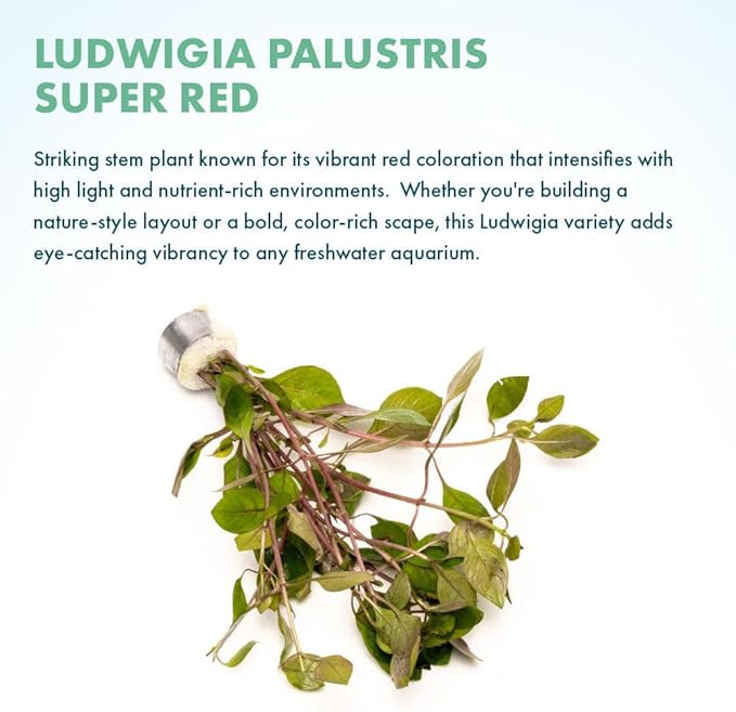 Live Plant - Rotala Mexicana - Moderate Care, High Light, Bright Green Accent, Freshwater Aquatic Plant for Aquascaping - Lead Bunch