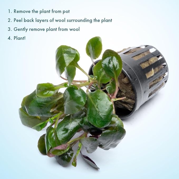 Live Plants - Lobelia Cardinalis (Lobelia cardinalis) - Moderate to High Light, Bright Green Accent Freshwater Aquatic Stem Plant, Midground Placement for Aquascaping - Pot, 3 Pack